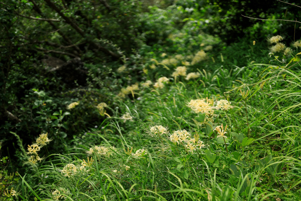 高知県立牧野植物園