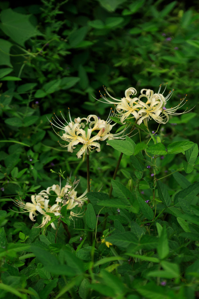 高知県立牧野植物園