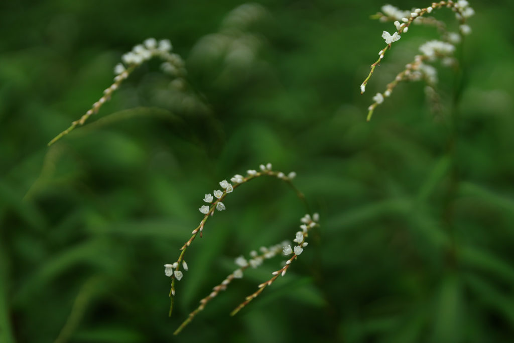 高知県立牧野植物園