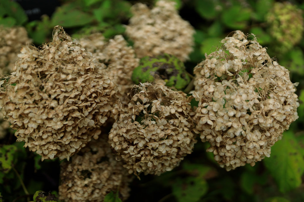高知県立牧野植物園