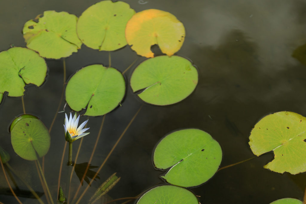 高知県立牧野植物園