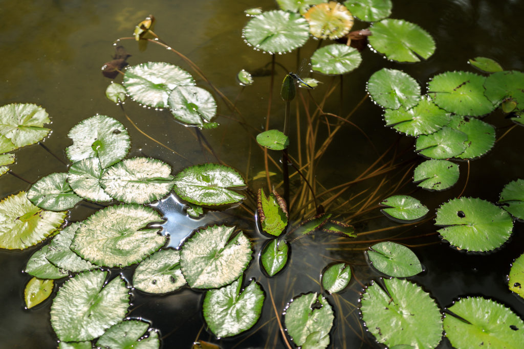 高知県立牧野植物園