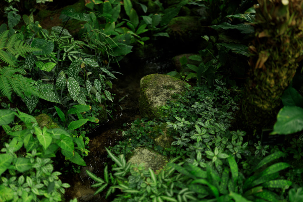 高知県立牧野植物園