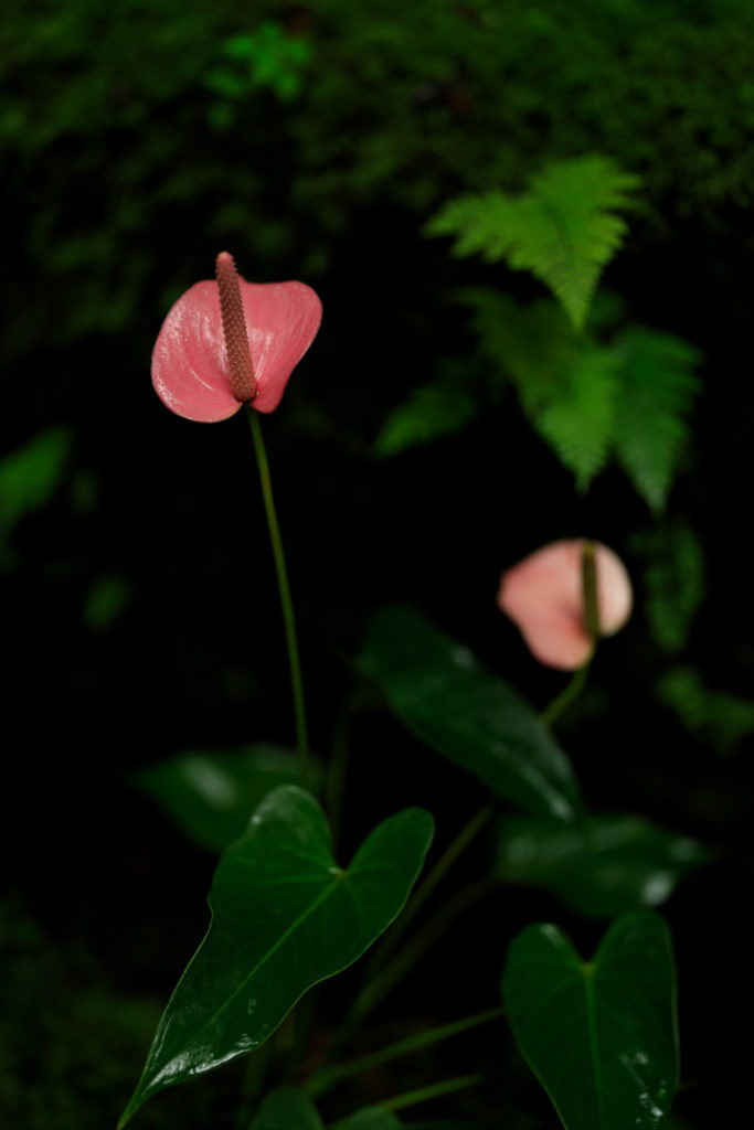 高知県立牧野植物園