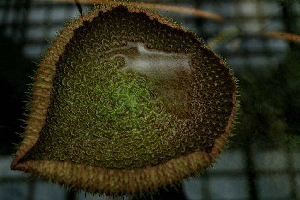 高知県立牧野植物園