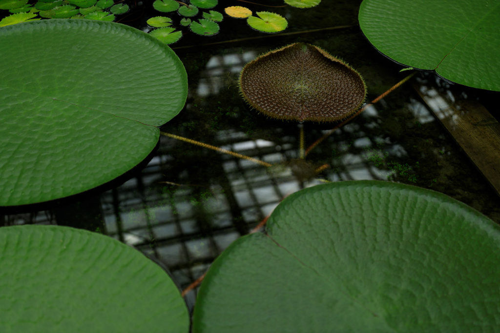 高知県立牧野植物園