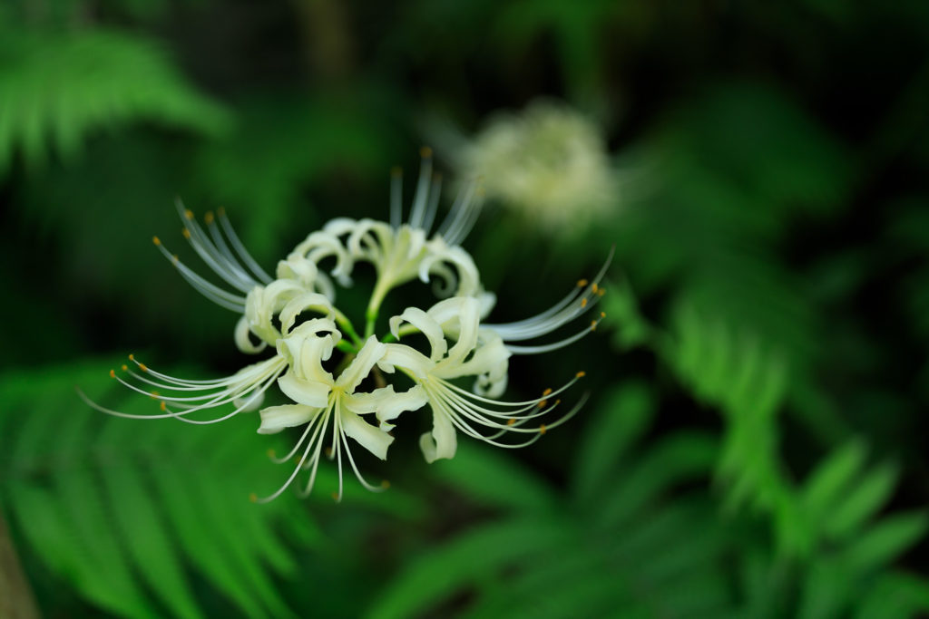 高知県立牧野植物園
