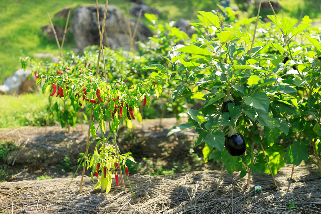 高知県立牧野植物園