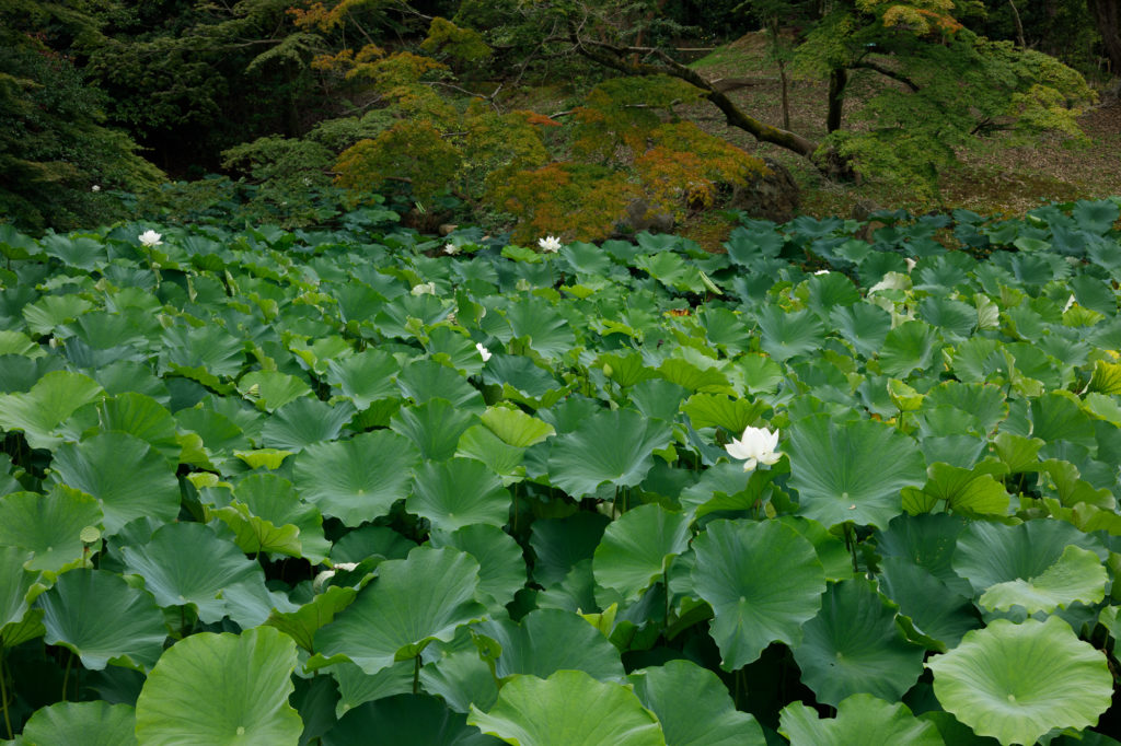 岡山城・岡山後楽園